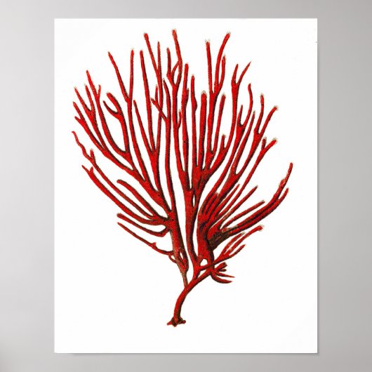 Warm Red Zee Coral no.12 Beach Wall Art Afdrukken Poster (Voorkant)