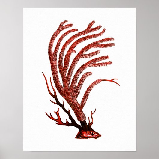 Warm Red Zee Coral no.2 Beach Wall Art Afdrukken Poster (Voorkant)