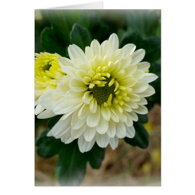 warm wit van herfst (Voorkant)