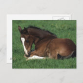 Warmbloeslade Briefkaart (Voorkant / Achterkant)