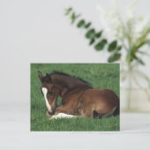 Warmbloeslade Briefkaart (Staand voorkant)