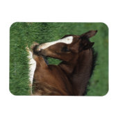 Warmbloeslade Magneet (Horizontaal)