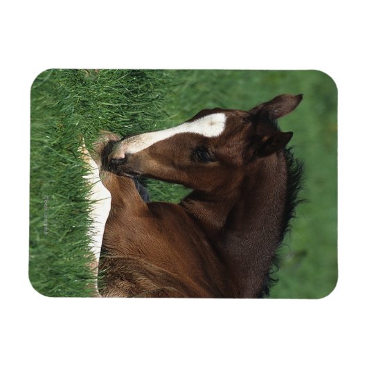 Warmbloeslade Magneet (Horizontaal)