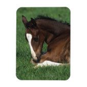 Warmbloeslade Magneet (Verticaal)