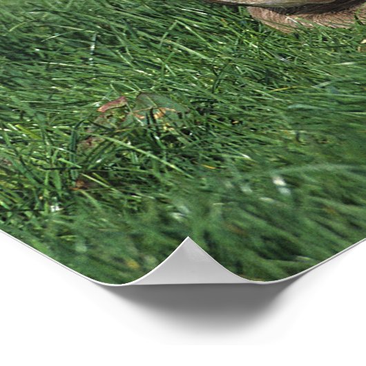 Warmbloeslade Poster (Hoek)