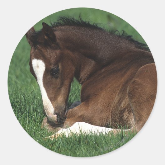 Warmbloeslade Ronde Sticker (Voorkant)