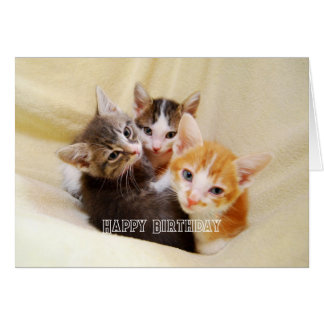 Warme en Zachte Katten Trio Gelukkige Verjaardag