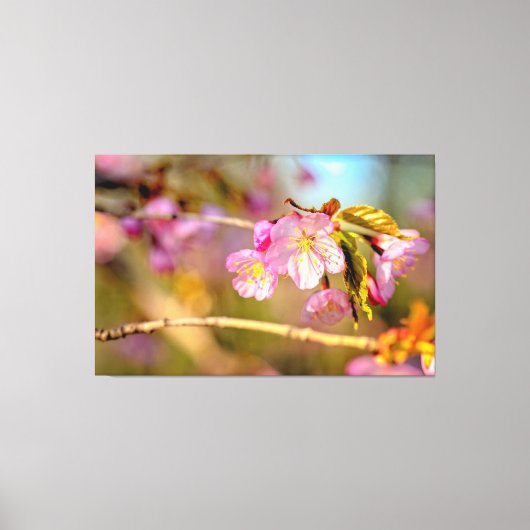 Warme kleuren van Sakura-bloemen in het Hanami-sei Canvas Afdruk (Voorkant)