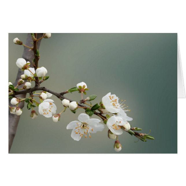 warme lente (Voorkant Horizontaal)