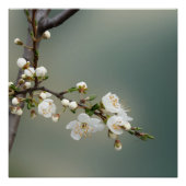 warme lente perfect poster (Voorkant)