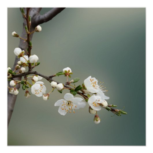 warme lente perfect poster (Voorkant)