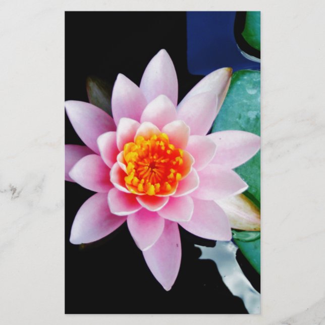 Warme roze en oranje lotuswaterbloem (Voorkant)