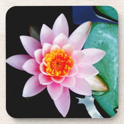 Warme roze en oranje lotuswaterbloem bier onderzetter (Voorkant)