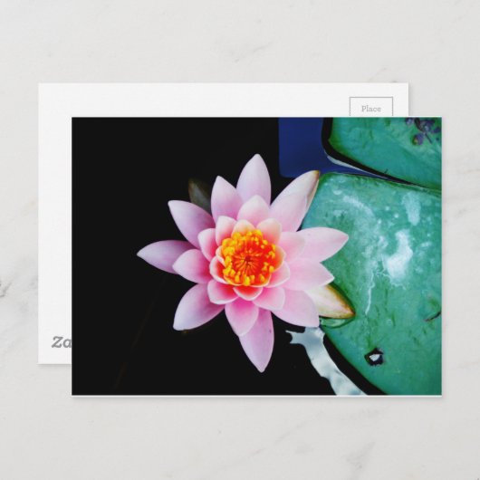 Warme roze en oranje lotuswaterbloem briefkaart (Voorkant / Achterkant)