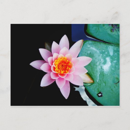 Warme roze en oranje lotuswaterbloem briefkaart (Voorkant)