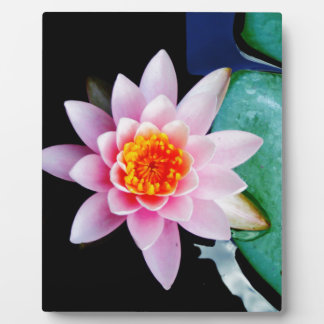 Warme roze en oranje lotuswaterbloem fotoplaat