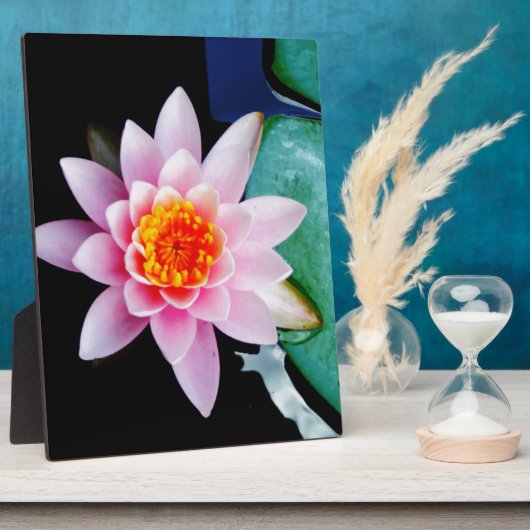 Warme roze en oranje lotuswaterbloem fotoplaat (Zijkant)