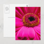 warme roze gerber daisy briefkaart (Voorkant / Achterkant)