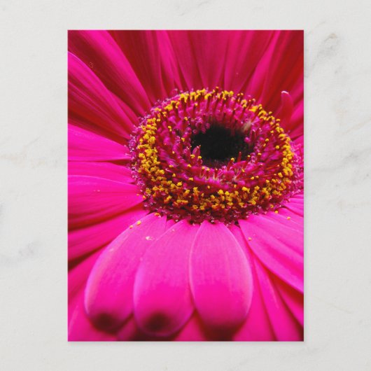 warme roze gerber daisy briefkaart (Voorkant)