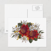 Warratha Flannel Flower Briefkaart (Voorkant / Achterkant)