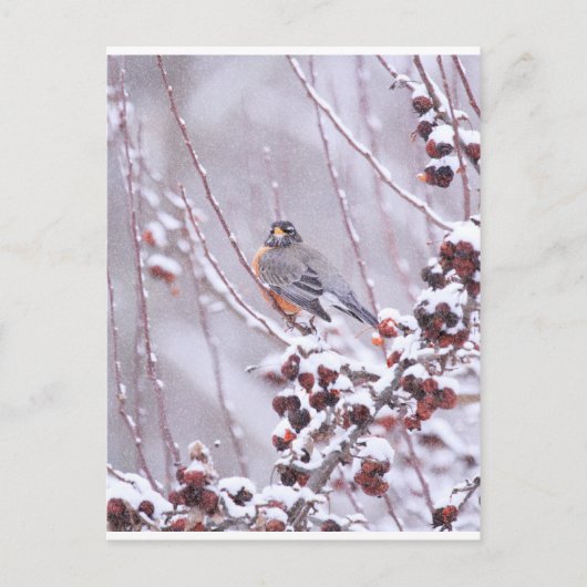 Warrior American Robin in Winter Briefkaart (Voorkant)
