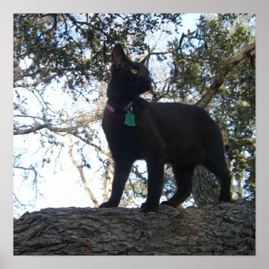 Warrior Cat Poster (Voorkant)