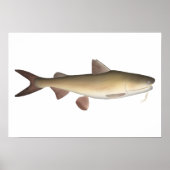 Warrior Catfish Poster (Voorkant)