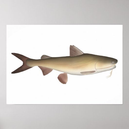 Warrior Catfish Poster (Voorkant)