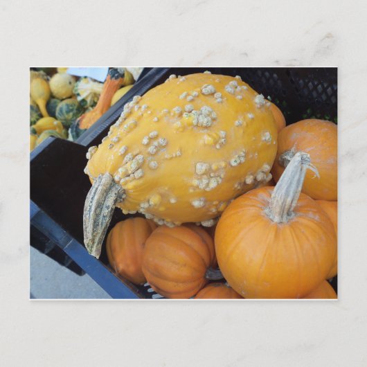 Warted Pumpkin Briefkaart (Voorkant)