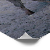 Warthog - Big Boar Poster (Hoek)