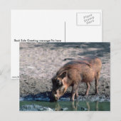 Warthog Briefkaart (Voorkant / Achterkant)