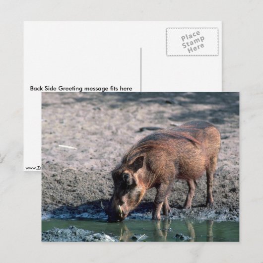 Warthog Briefkaart (Voorkant / Achterkant)