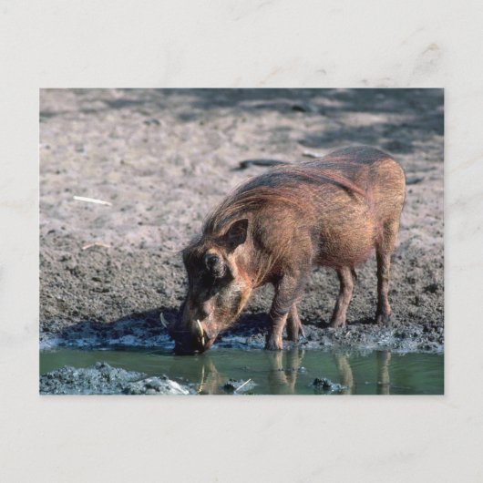 Warthog Briefkaart (Voorkant)