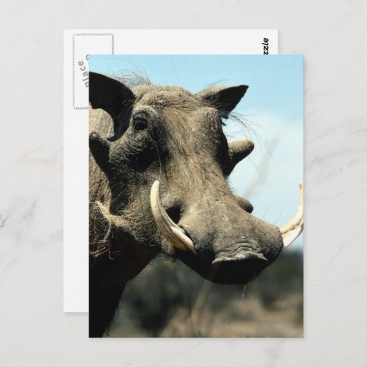 Warthog Close-up Briefkaart (Voorkant / Achterkant)
