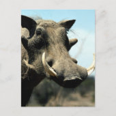 Warthog Close-up Briefkaart (Voorkant)