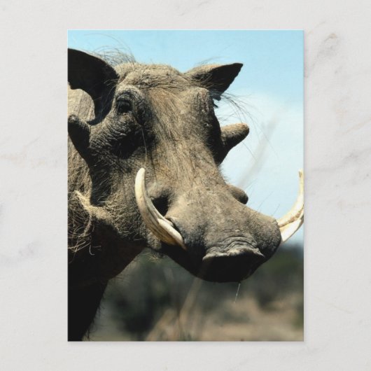 Warthog Close-up Briefkaart (Voorkant)