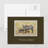 Warthog met biggen safari briefkaarten (Voorkant / Achterkant)