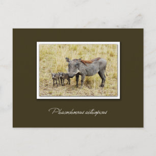 Warthog met biggen safari briefkaarten