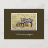 Warthog met biggen safari briefkaarten (Voorkant)