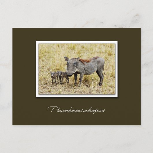 Warthog met biggen safari briefkaarten (Voorkant)