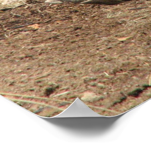 Warthog Poster (Hoek)