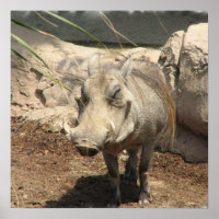 Warthog Poster