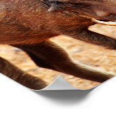 Warthog Poster (Hoek)