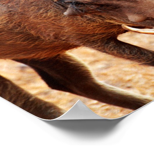 Warthog Poster (Hoek)