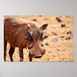Warthog Poster