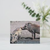 Warthogs - Boer (rechts) en zwaai (links) Briefkaart (Staand voorkant)