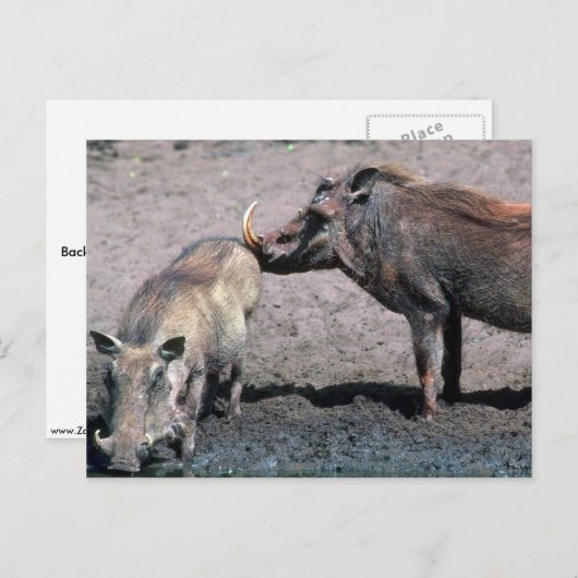 Warthogs - Boer (rechts) en zwaai (links) Briefkaart (Voorkant / Achterkant)