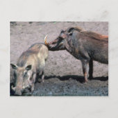 Warthogs - Boer (rechts) en zwaai (links) Briefkaart (Voorkant)