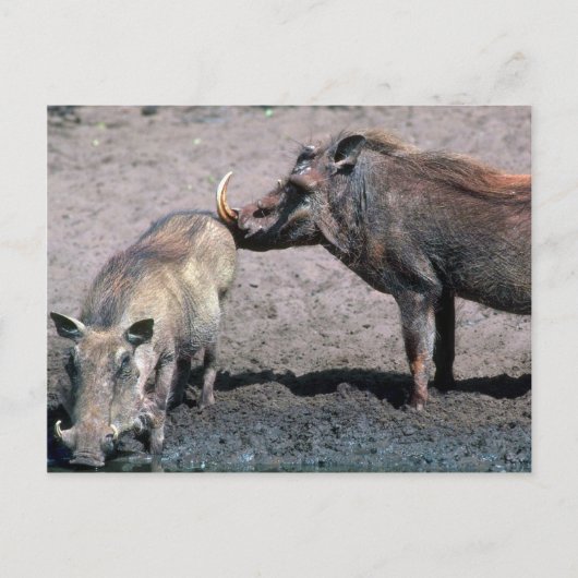 Warthogs - Boer (rechts) en zwaai (links) Briefkaart (Voorkant)