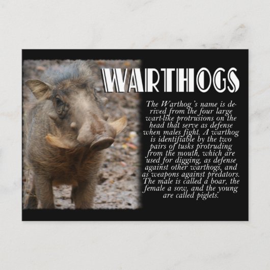 WARTHOGS met beschrijving Briefkaart (Voorkant)